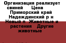 Организация реализует свиней   › Цена ­ 125 - Приморский край, Надеждинский р-н, Новый п. Животные и растения » Другие животные   